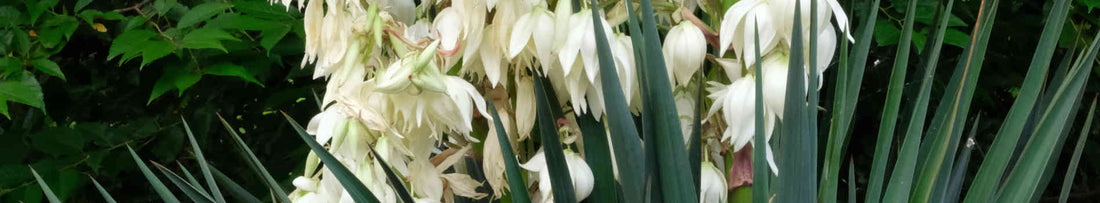 Hardy Yucca Plants for Colder Climates