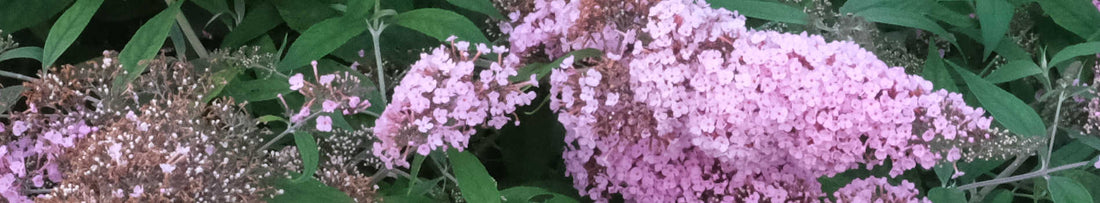 Welcome Spring Wildlife With a Butterfly Bush