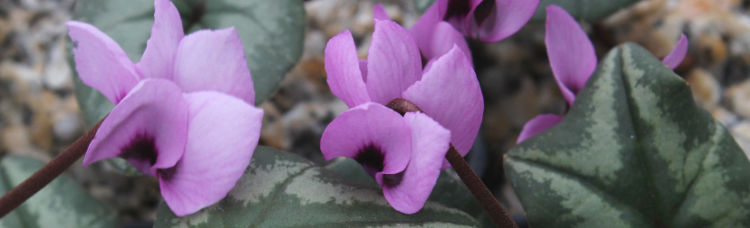 Cyclamen - Great Hardy Perennials for the Garden