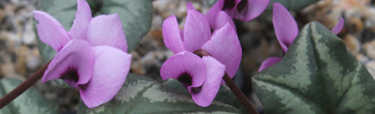 Cyclamen - Great Hardy Perennials for the Garden