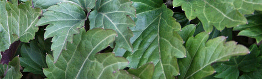 Gardening in the Shade