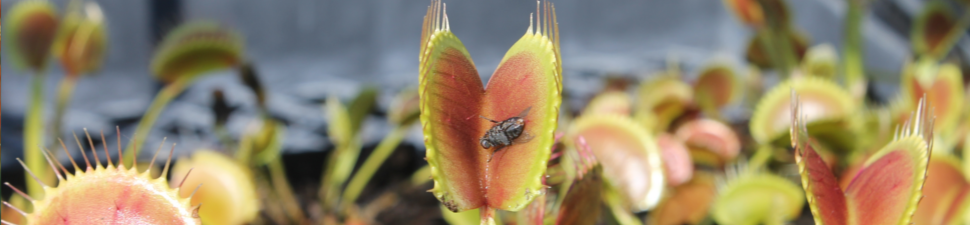 Do you know where Venus Flytraps Come From? Not Venus!