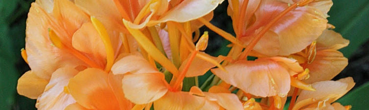 Hedychium - A Hardy Ginger Plant for the Garden
