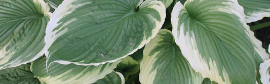 Hosta Breeders and Other Strangers