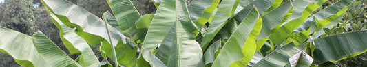 Banana Trees - Apeeling Plants for the Garden