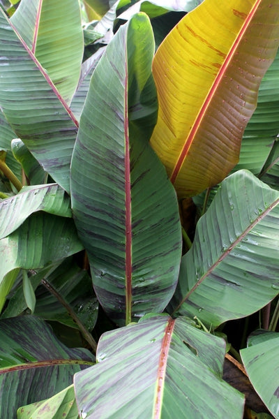 Add a Touch of the Tropics with Banana Tree Plants