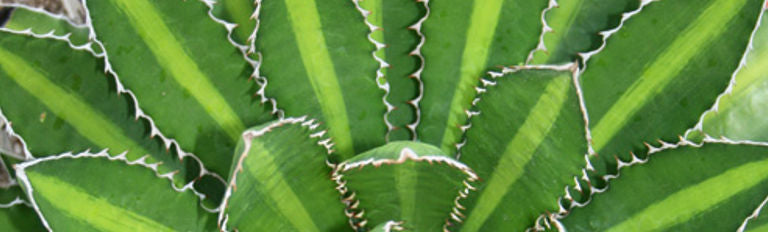 Cutting Through the Jungle - Native Plants Myths and Realities