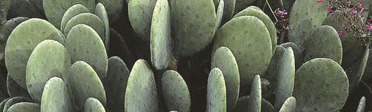 Cacti in the Southeast