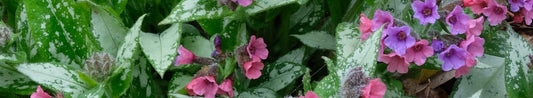 Pulmonaria - The World of Lungworts
