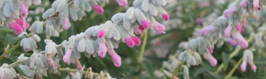 Perennial Salvia Plants - Ornamental Sages for the Garden