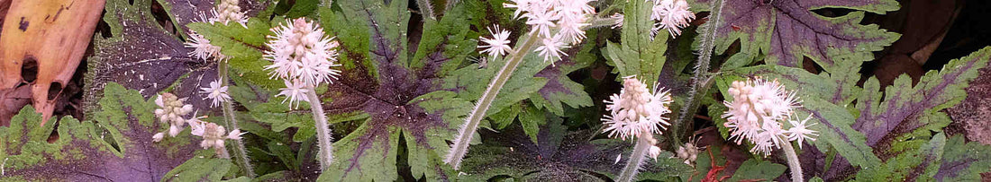 Tiarella - Foam Flowers for the Woodland Garden