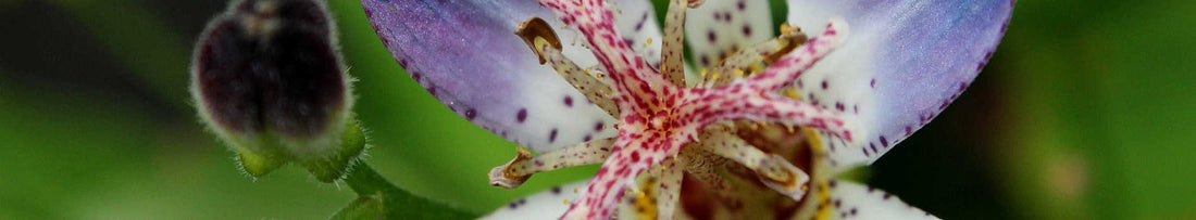 A Guide to Tricyrtis lasiocarpa, Toad Lilies