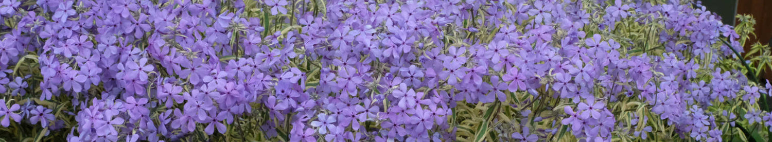 New Plants Added March 13, 2026