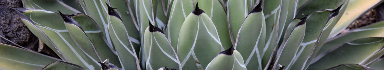 New Plants Added March 27, 2026