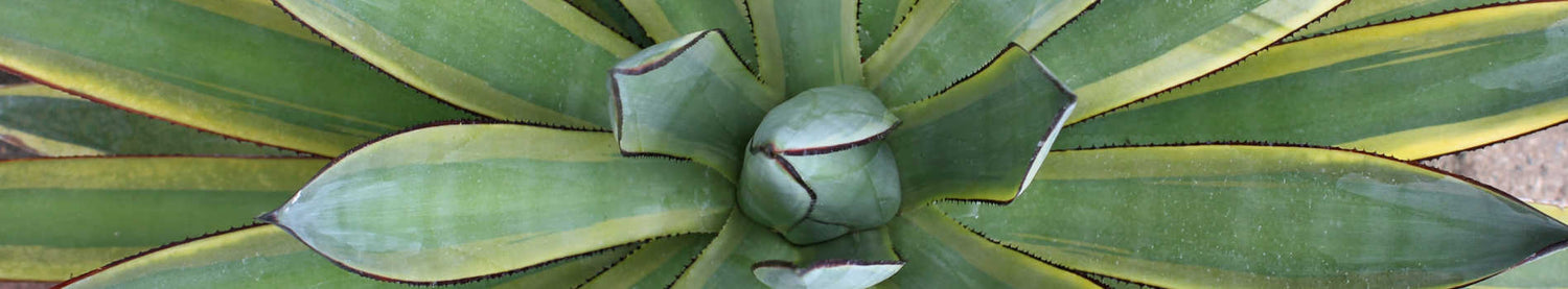 Agave