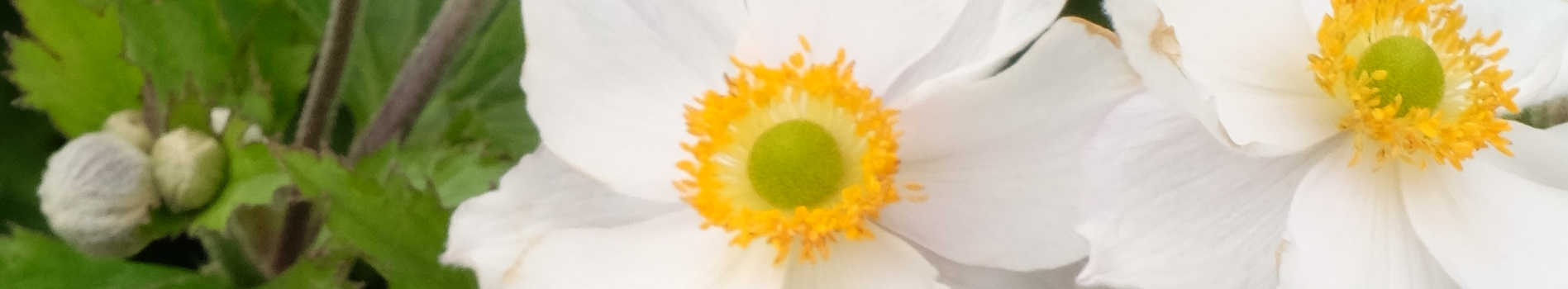 Anemone Plants for Sale | Anemone Flowers for Sale | Windflower