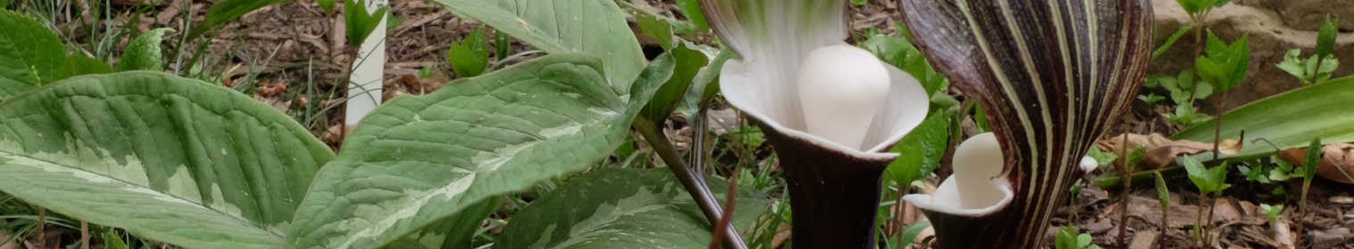 Arisaema | Arisaema for Sale | Jack in the Pulpit Flowers