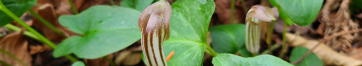 Arisarum