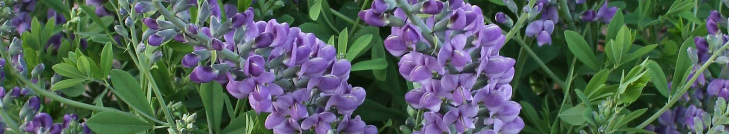 Baptisia