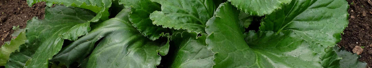 Bergenia for Sale | Winter Begonia | Pig Squeak