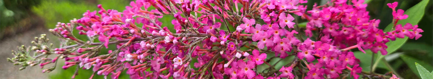 Perennials On Sale