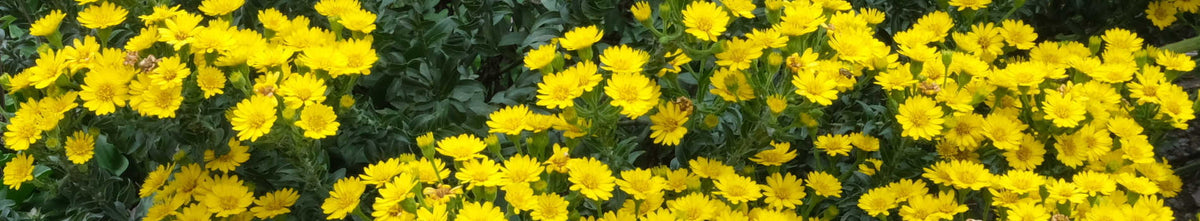 Perennials On Sale