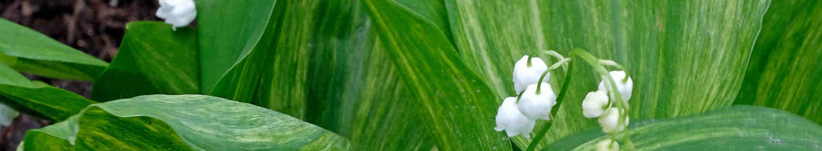 Convallaria | Lily of the Valley