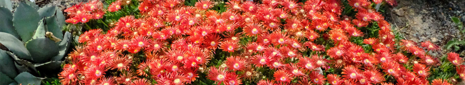 Plants Retiring This Year