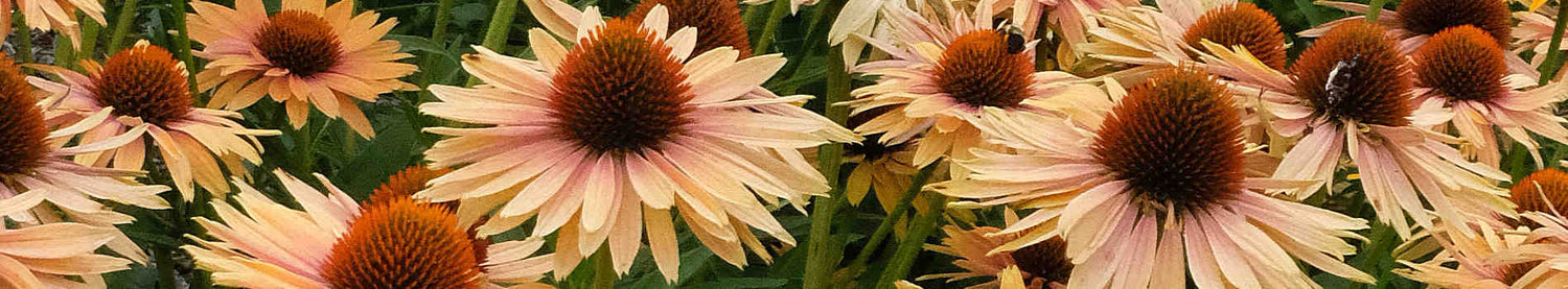 Echinacea