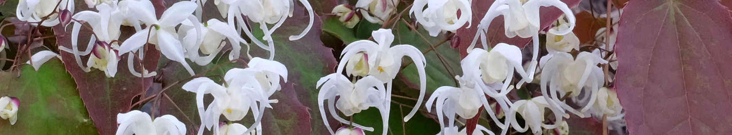 Epimedium