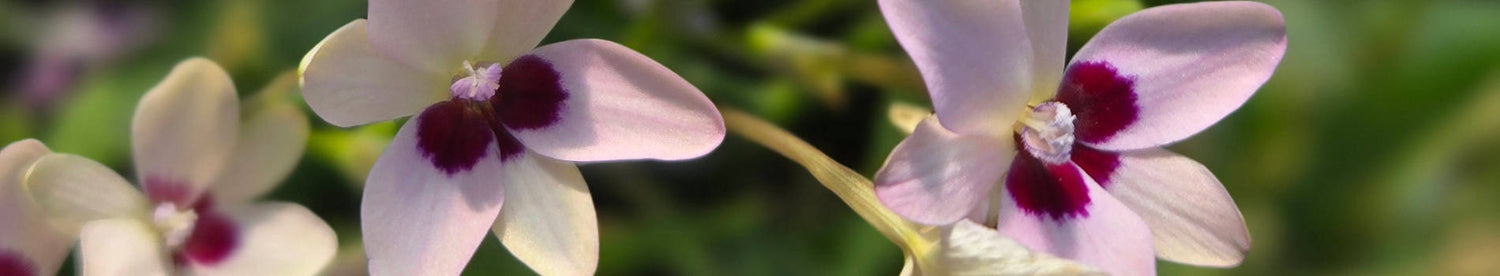 Freesia