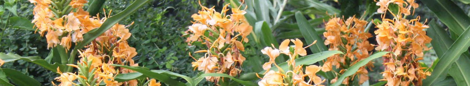 Hedychium
