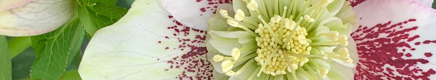 Helleborus
