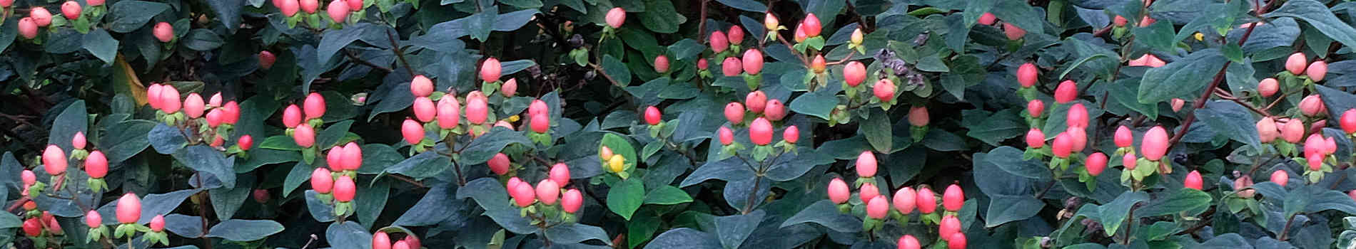 Compact Hypericum Hypericum | Saint Johns Wort | St Johns Wort