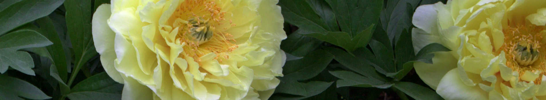 Zone 6 Plants | Plants for Zones 6a - 6b | Zone 6 Perennials