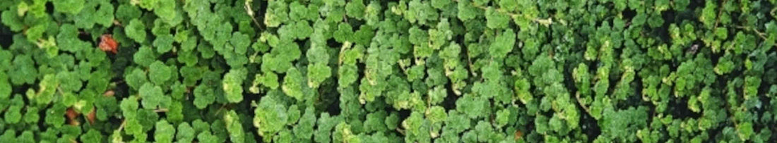 Rubus | Creeping Raspberry | Rubus pentalobus