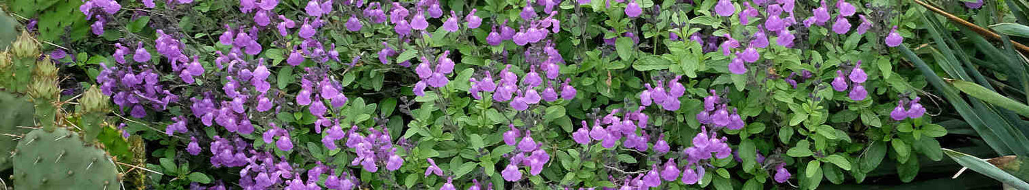 Salvia