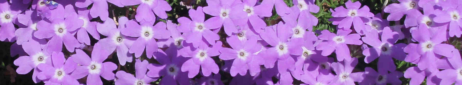 Violet Flowering Plants
