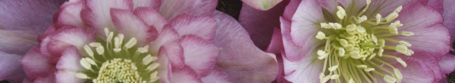 New Plants Added February 27, 2026