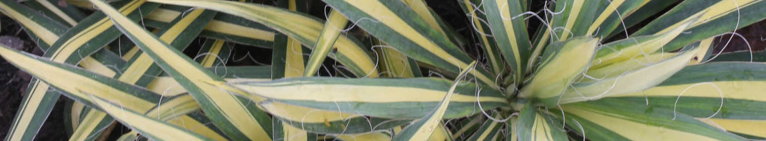 Yucca