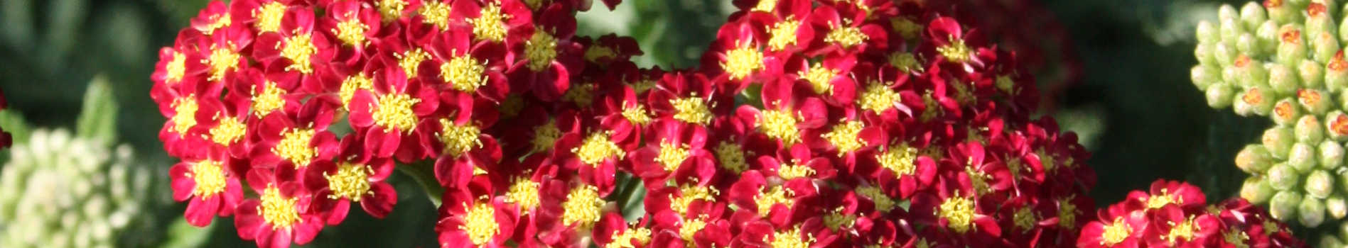 Achillea Plants for Sale | Achillea for Sale | Yarrow