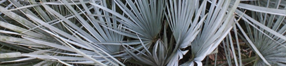 Hardy Palms and Cycads