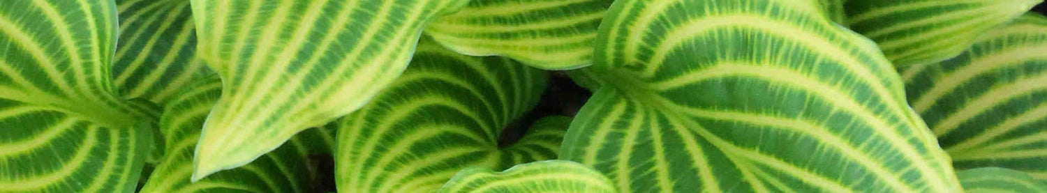 Hosta