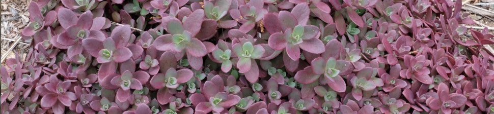 Pink Foliage Plants | Plant Delights Nursery