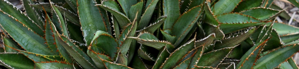 Rabbit Resistant Plants | Rabbit Resistant Flowers | Rabbit Proof Plants
