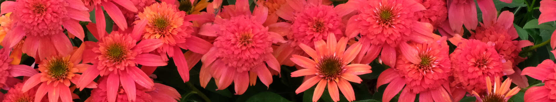 Tonys Favorite Perennial Plants | Plant Delights Nursery