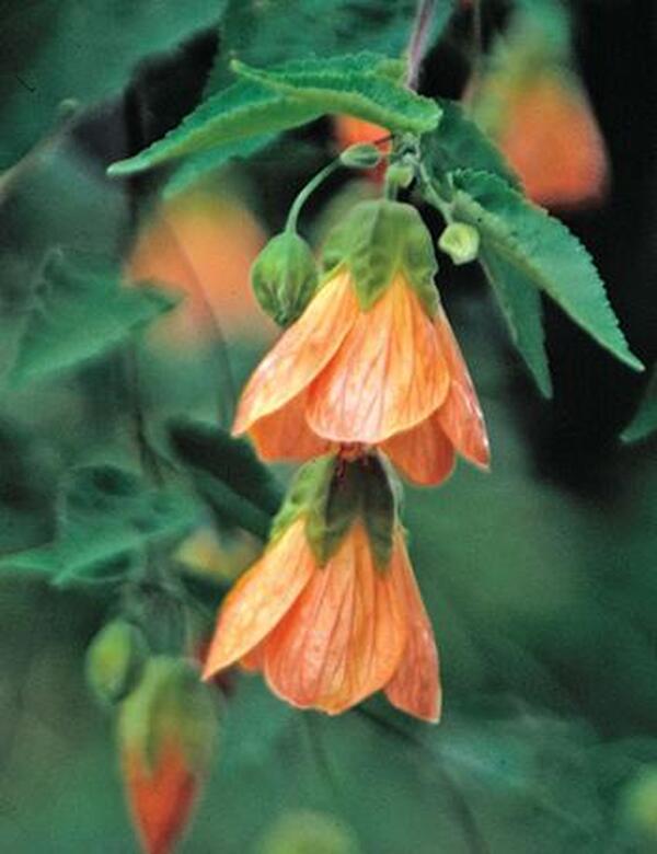 Image of Abutilon 'Bartley Schwarz'