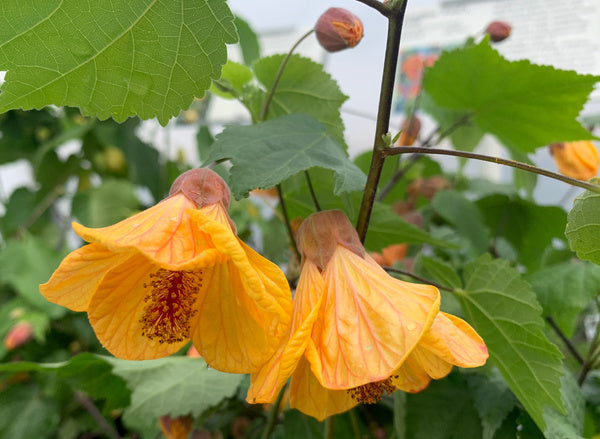 Image of Abutilon 'Fool's Gold' taken at Juniper Level Botanic Gdn, NC by C. Hardison