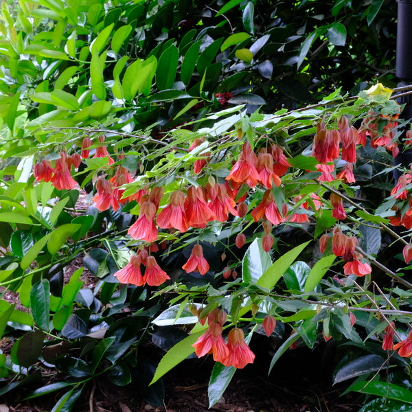 Image of Abutilon 'Twister' taken at Juniper Level Botanic Gdn, NC by JLBG