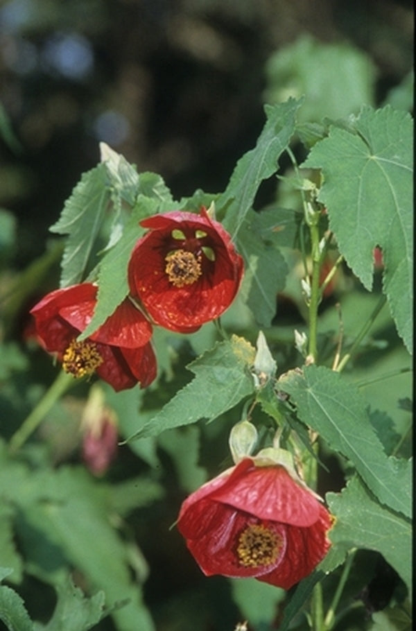 Image of Abutilon 'Voodoo' taken at Juniper Level Botanic Gdn, NC by JLBG